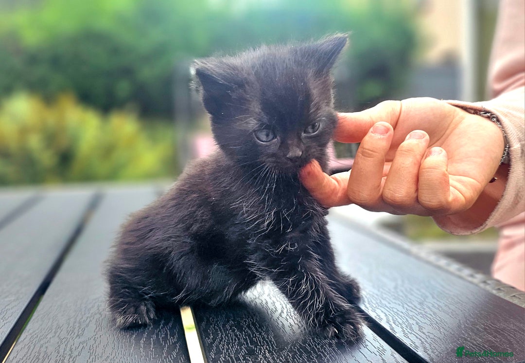 Mixed Breed cats for sale: 2 mixed breed girls(black ones left now). - Image 12