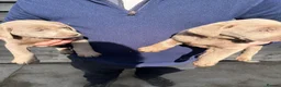 Labrador Retriever dogs for sale: Ready to leave Beautiful Silver Labrador Puppies - Advert 10