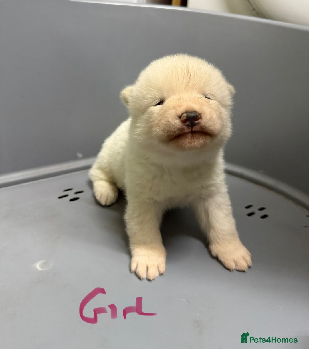 Akita dogs for sale: American Akita Puppies - Image 10
