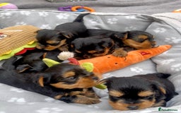 Yorkshire Terrier dogs for sale: Yorkshire terrier puppies - Image 6