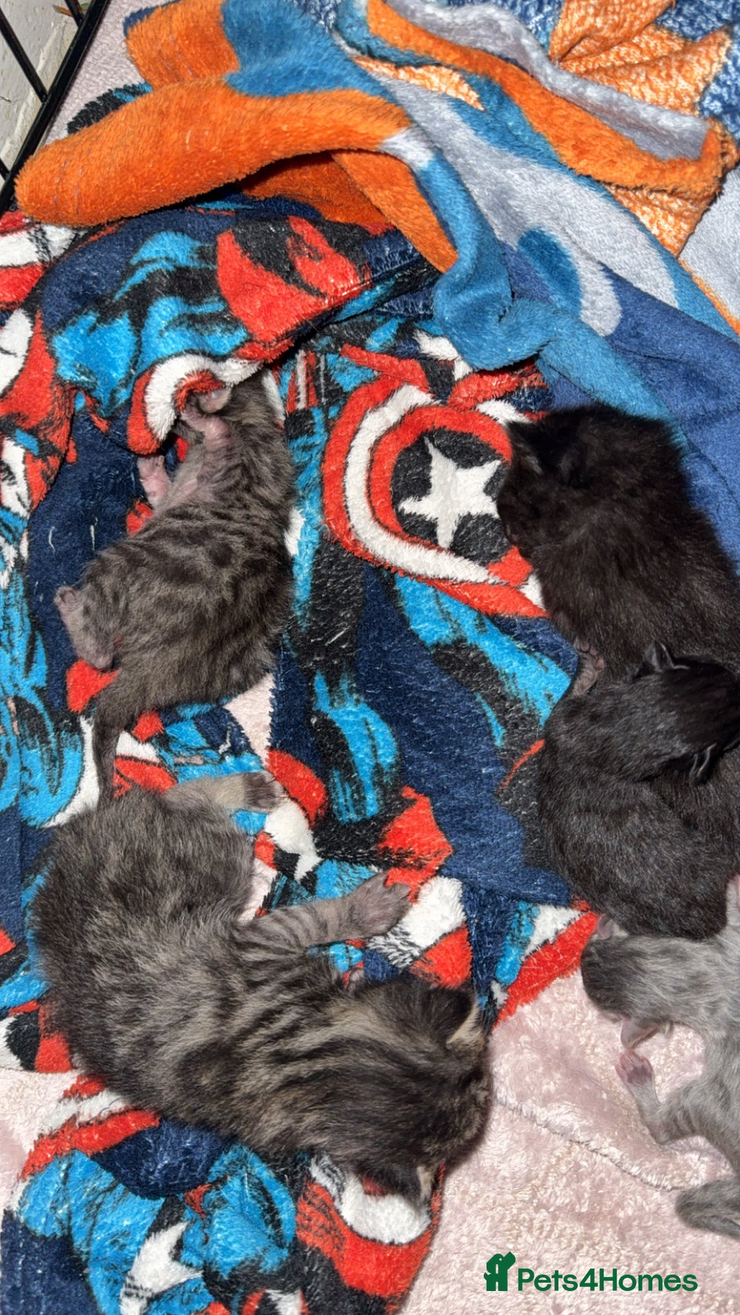 Mixed Breed cats for sale: 6 kittens looking for new homes  - Advert 19