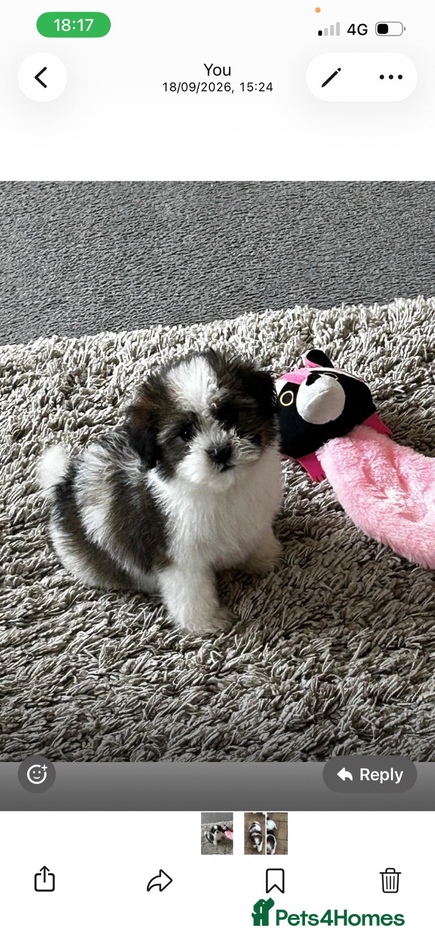 Havanese dogs Beautiful KC Registered Havanese Puppies - Advert 5
