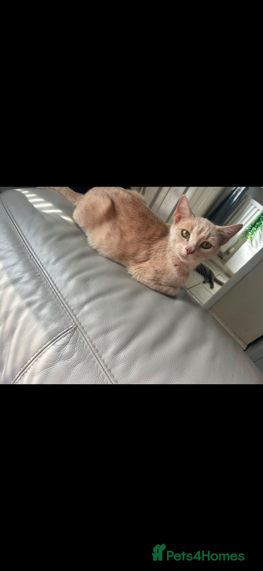 Mixed Breed cats Ginger little boy kittens 💕 - Advert 2