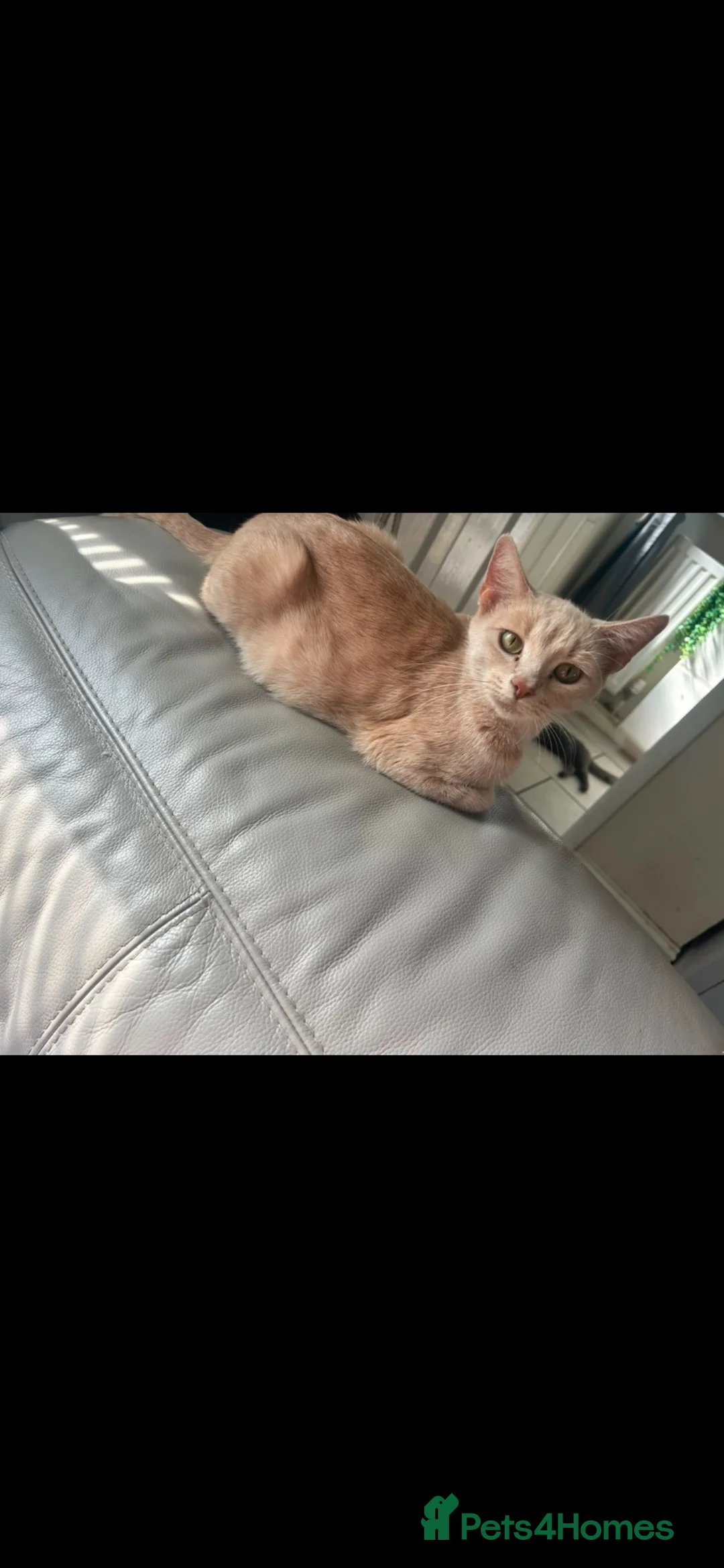 Mixed Breed cats for sale: Ginger little boy kittens 💕 - Advert 1