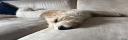 Mixed Breed dogs for sale: Lizzie - 4-year-old Beagle x Bichon Frisé, Dorset - Advert 8