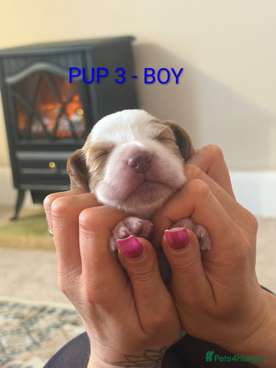 Cocker Spaniel dogs for sale: Lovely Cocker Spaniel Puppies From Our Family Dogs - Advert 11