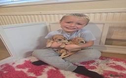 Cocker Spaniel dogs for sale: Working Cocker Spaniel Puppies - Image 15