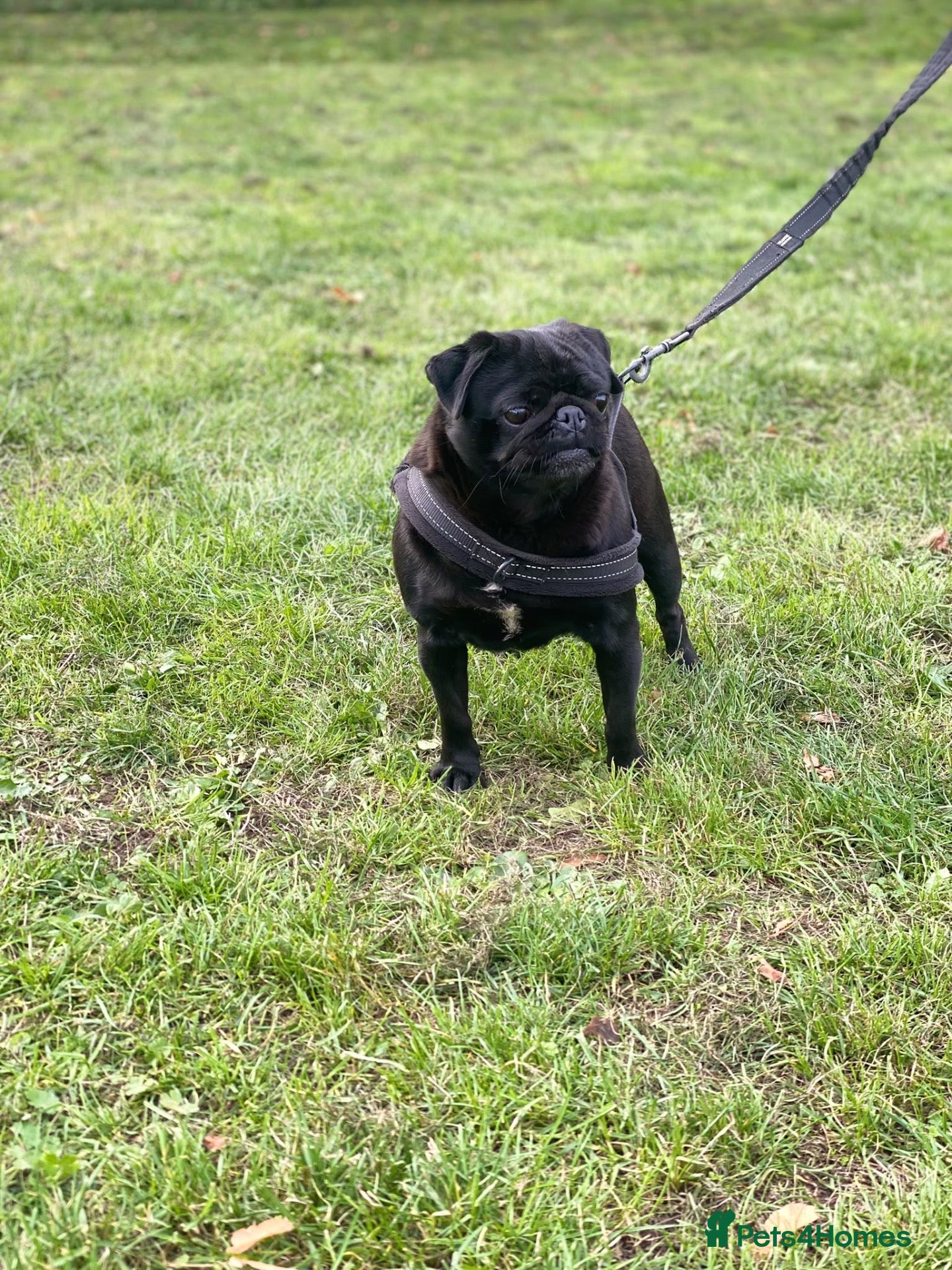 Pug dogs Beautiful female pug  - Advert 1