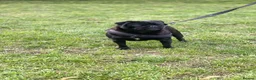 Pug dogs for sale: Mother & daughter pugs  - Advert 9