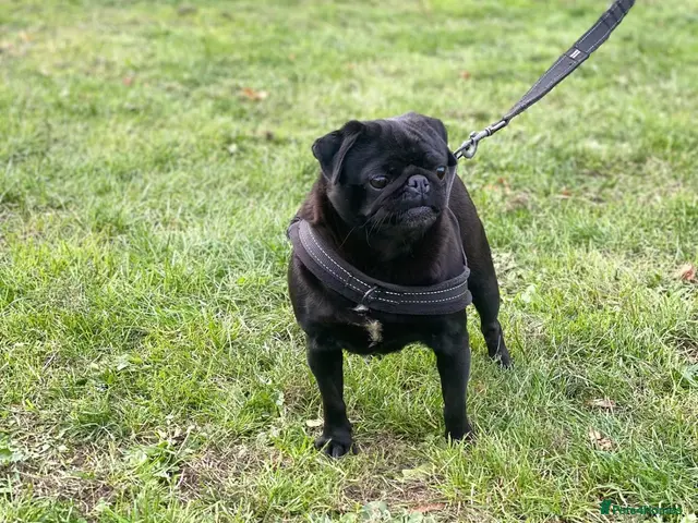 Pug dogs for sale: Beautiful female pug - Advert 1