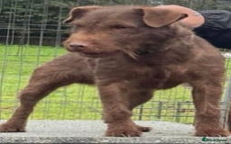 Patterdale Terrier dogs for stud: Chocolate patterdale in Stockport - Image 6