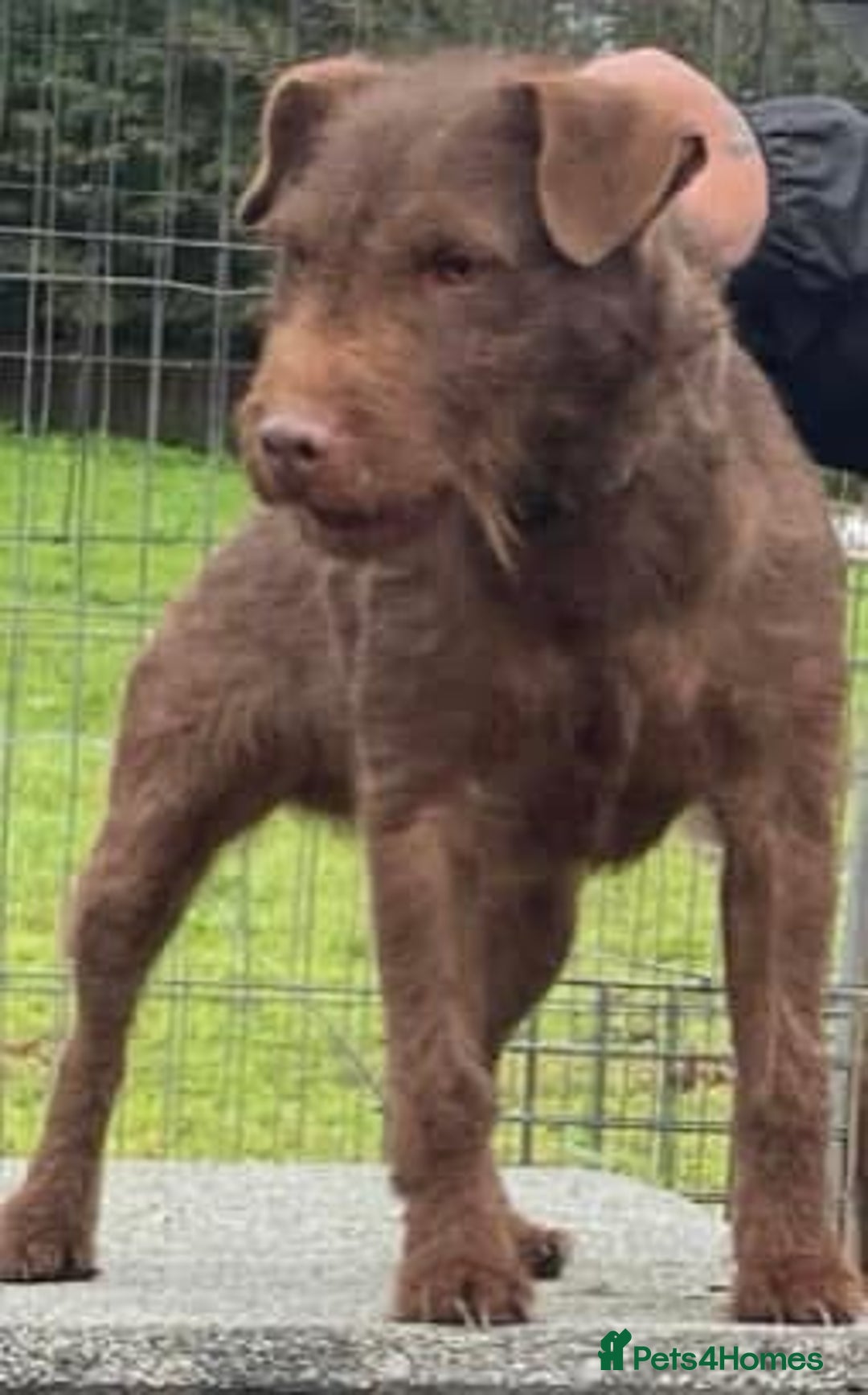 Patterdale Terrier dogs for stud: Chocolate patterdale in Stockport - Image 6