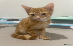 British Shorthair cats for sale: Tabby Kittens for sale - Image 6