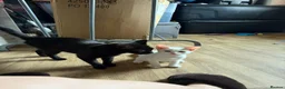 Mixed Breed cats for sale: Two white kittens looking for forever new homes - Advert 3