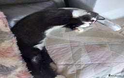 Maine Coon cats for sale: Maine coon x sphynx kittens - Image 8