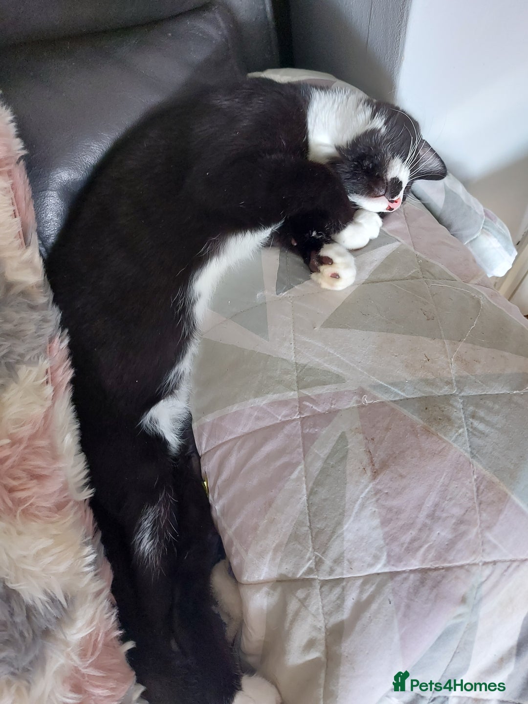 Maine Coon cats for sale: Maine coon x sphynx kittens - Image 8