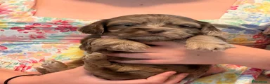 Mixed Breed 3