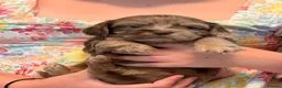 Mixed Breed dogs for sale: Adorable Schweenies puppy’s  - Advert 18
