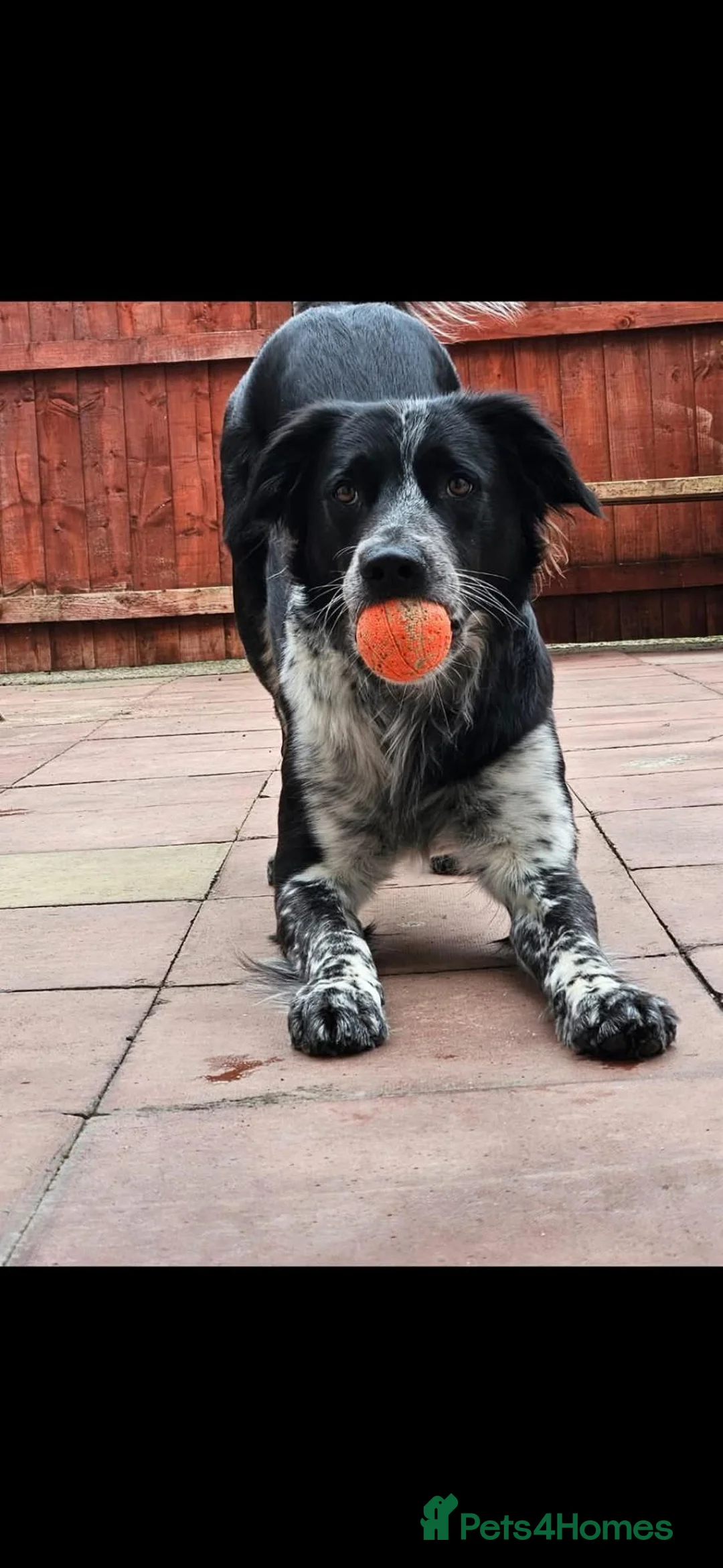 Border Collie dogs for stud: Gorgeous border collie for stud  - Advert 2