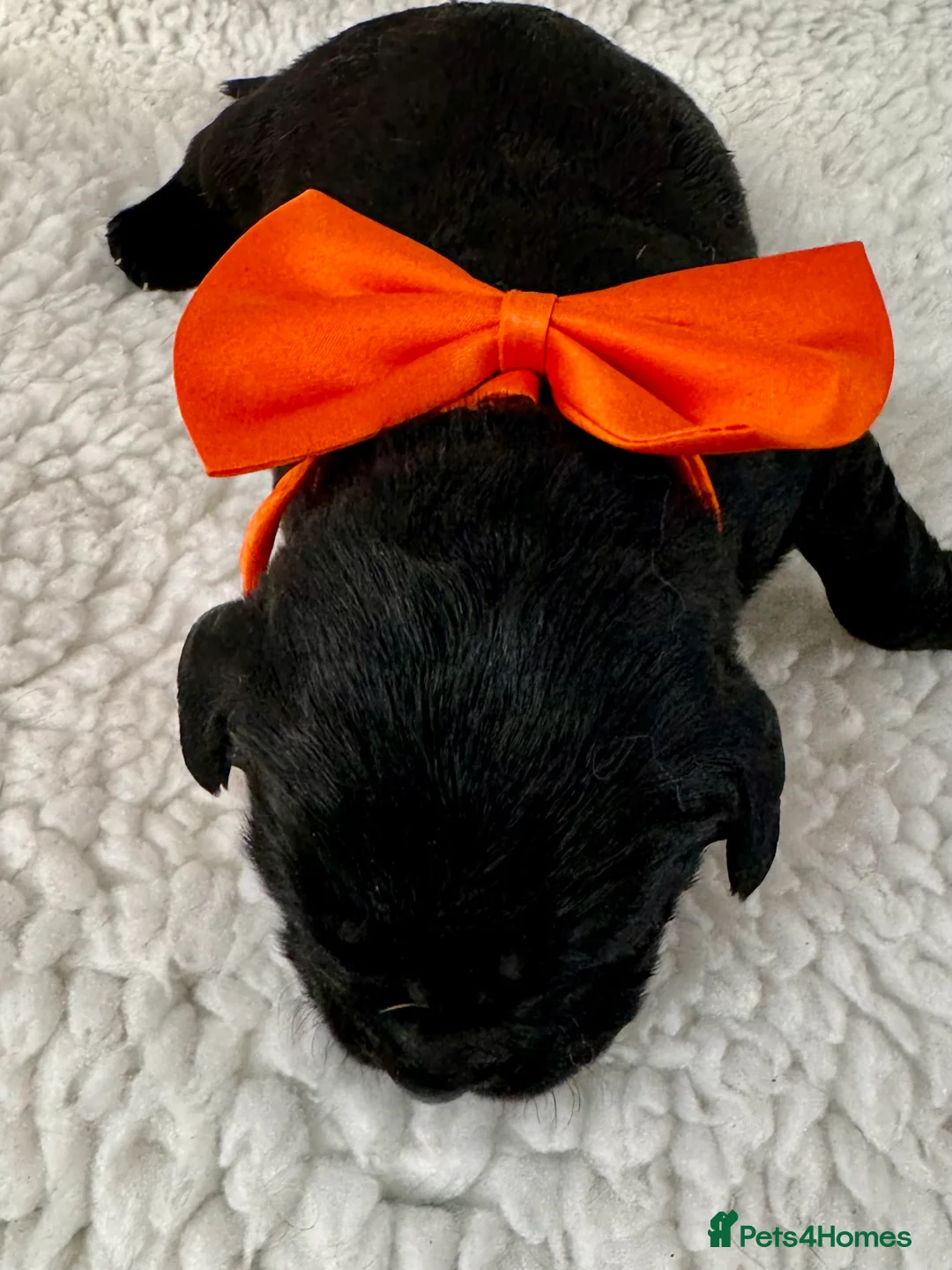 Labrador Retriever dogs for sale: Exceptional RKC Reg Labrador puppies - Advert 2