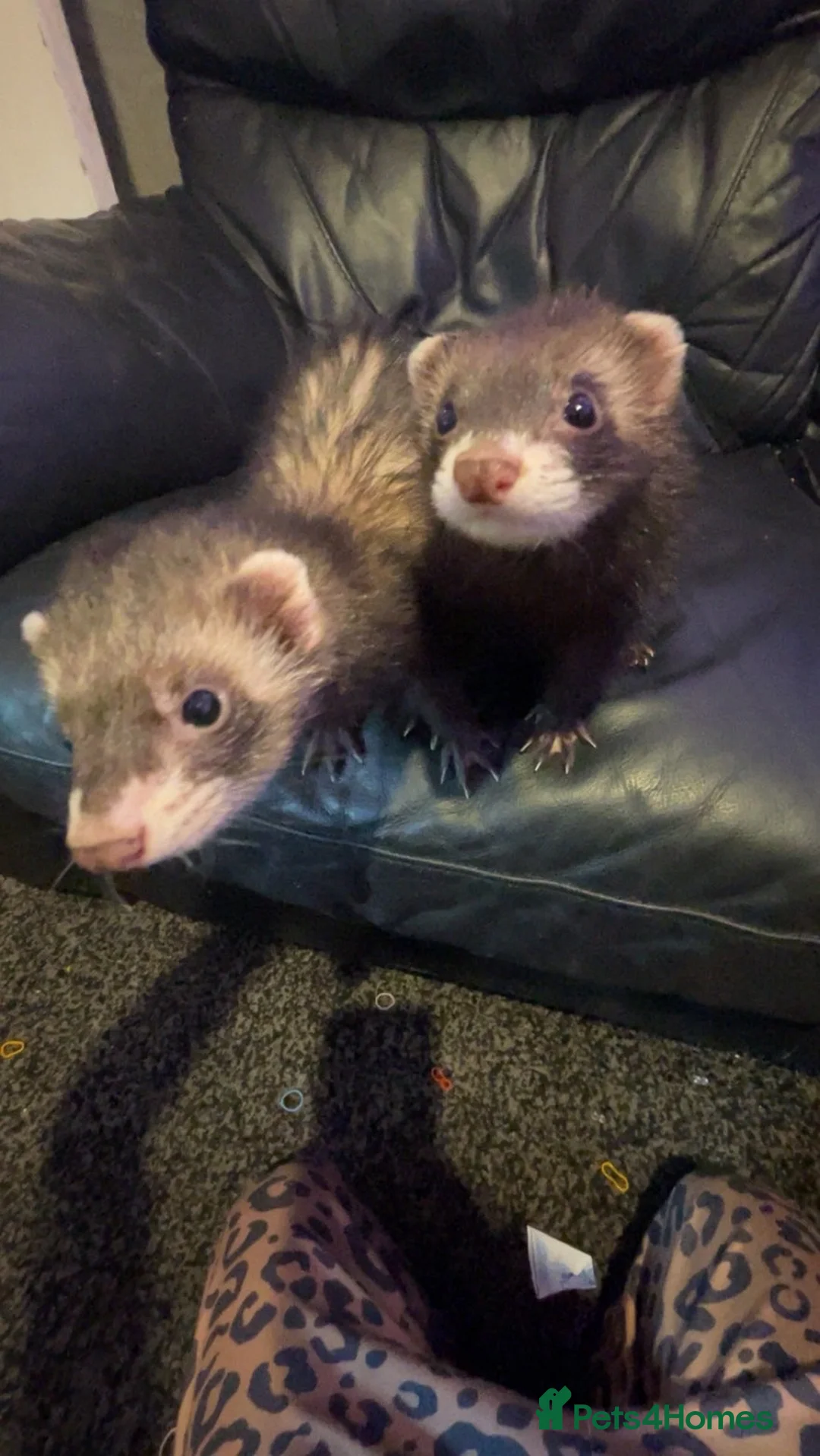 Ferret rodents for sale: 2 female ferrets Narla and Moon for rehoming  - Advert 5