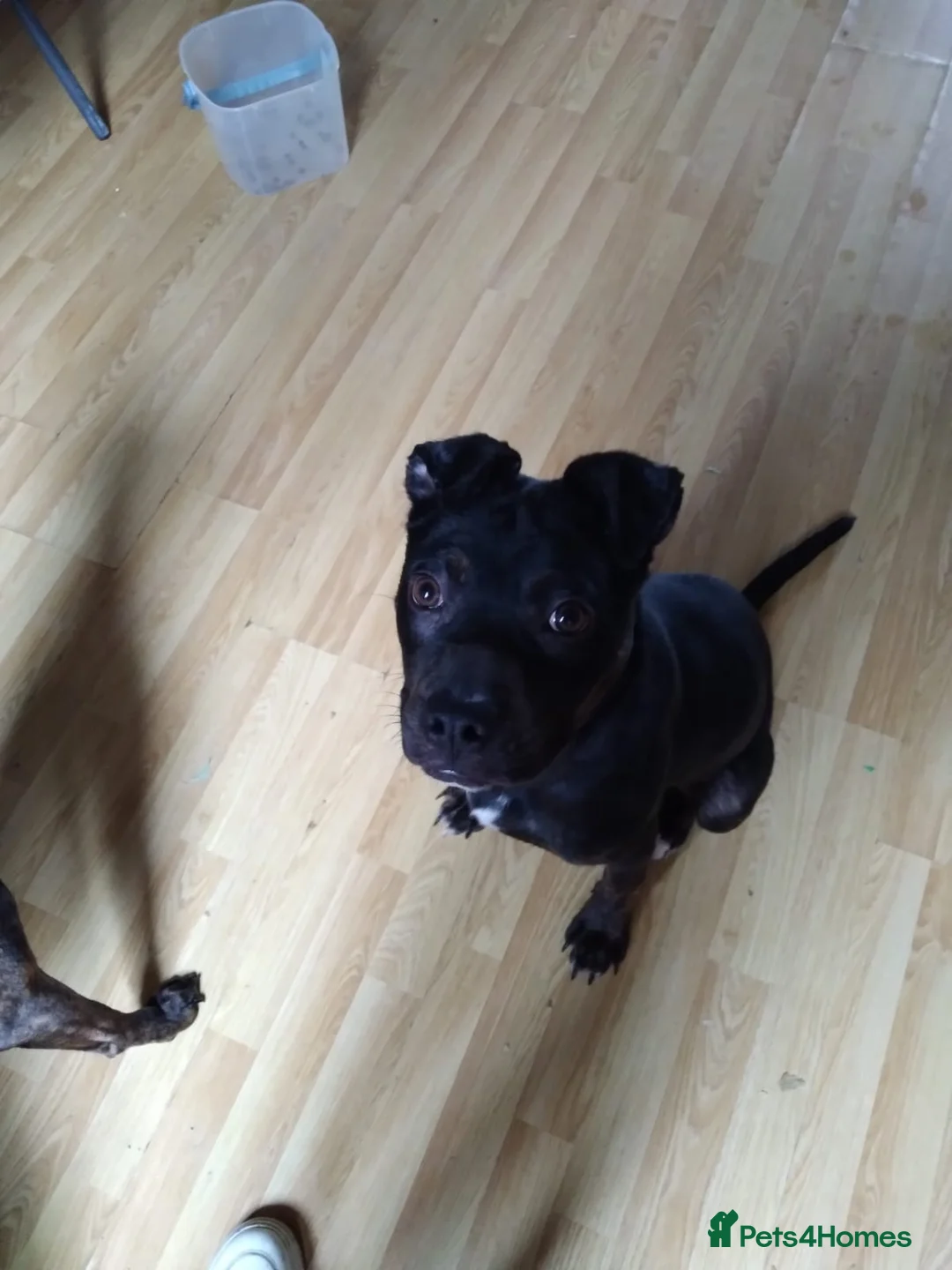 Mixed Breed dogs for sale: Puppy for sale!!! - Advert 1