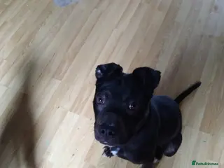 Mixed Breed dogs Puppy for sale!!! - Advert 3