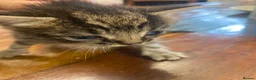 Mixed Breed cats for sale: Striped grey and brown kitten in Birmingham - Advert 2