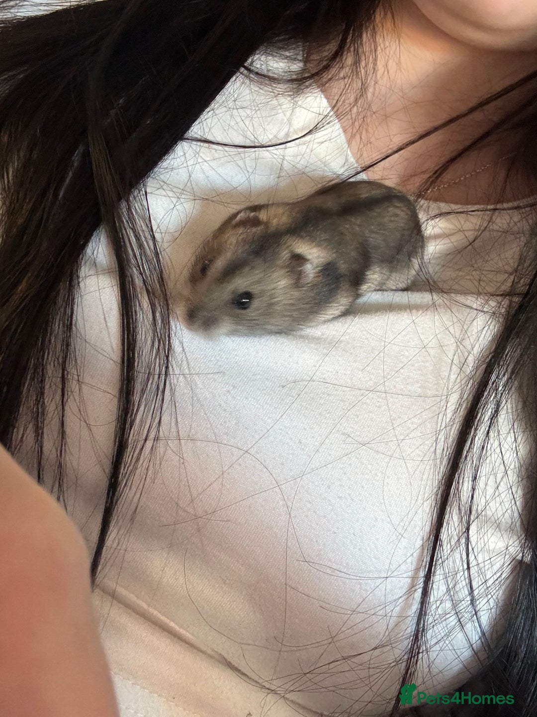 Hamster rodents for sale: Dwarf hamster for re-homing  - Image 3