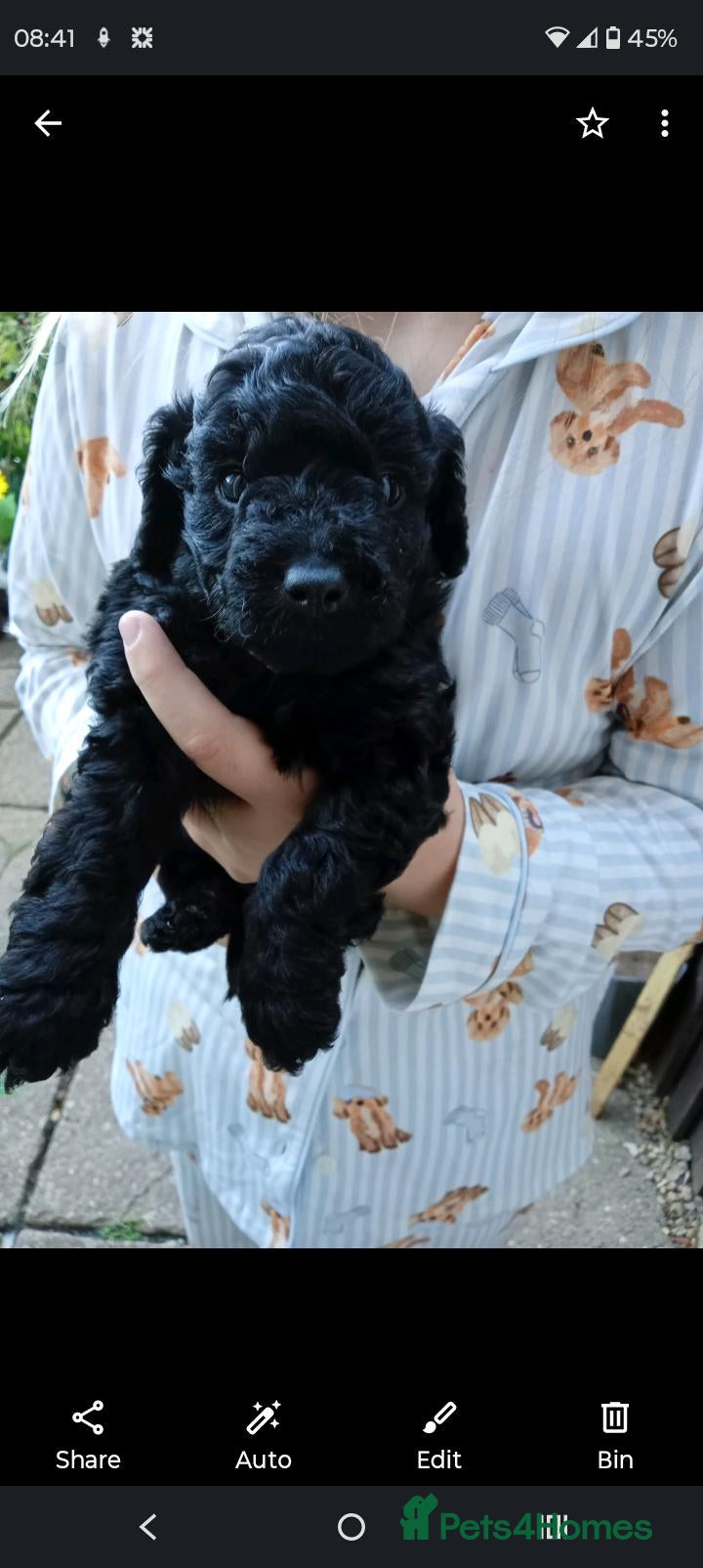 Cockapoo dogs   1  Stunning Male Cockapoo (Black) for sale - Advert 5