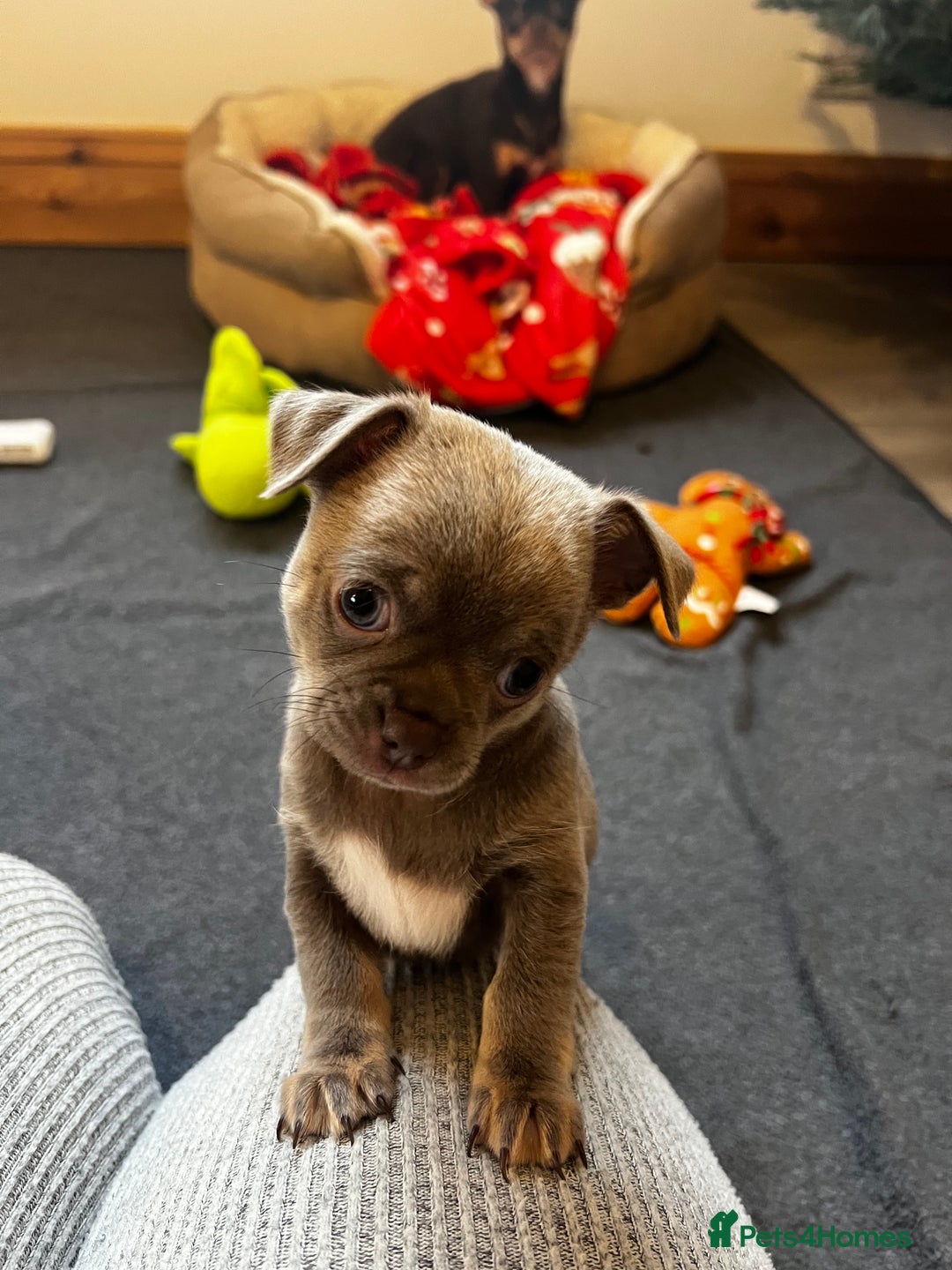 Chihuahua dogs for sale: Kc registered lilac chihuahua girl - Advert 12