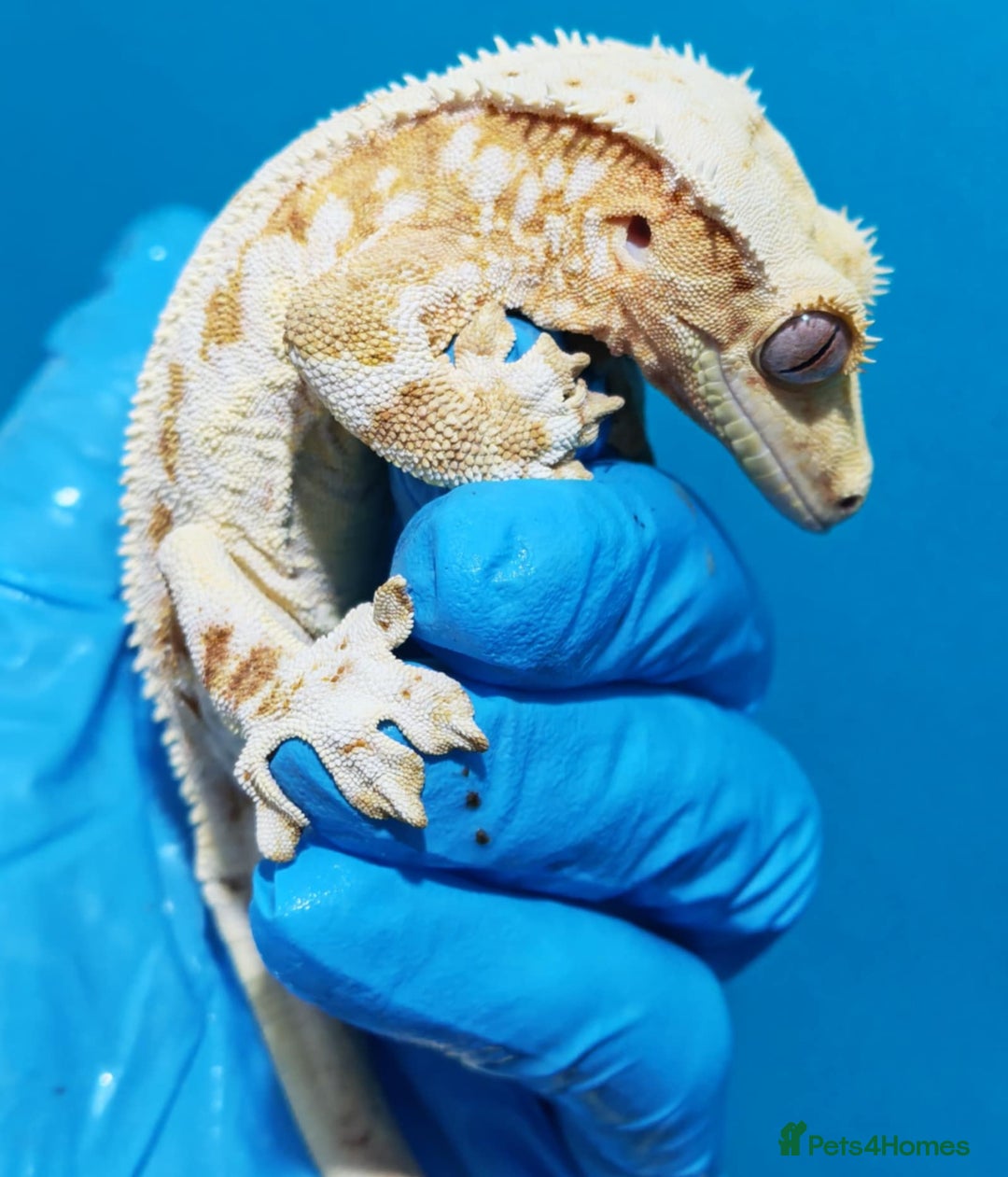 Gecko reptiles for sale: Created gecko lily pluss viv - Advert 1