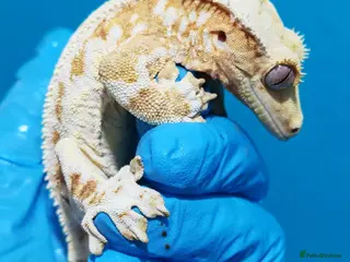 Gecko reptiles Created gecko lily pluss viv - Advert 2