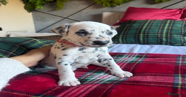 Dalmatian dogs PEDIGREE Dalmatian Puppies ready by 19th December  - Advert 13