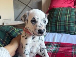 Dalmatian dogs PEDIGREE Dalmatian Puppies ready by 19th December - Advert 2