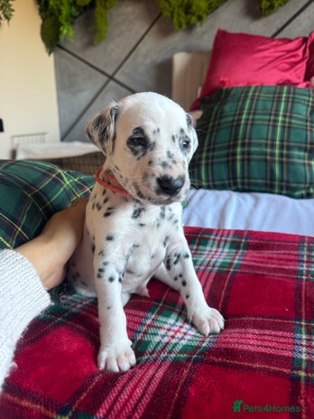 Dalmatian dogs PEDIGREE Dalmatian Puppies ready by 19th December - Advert 3