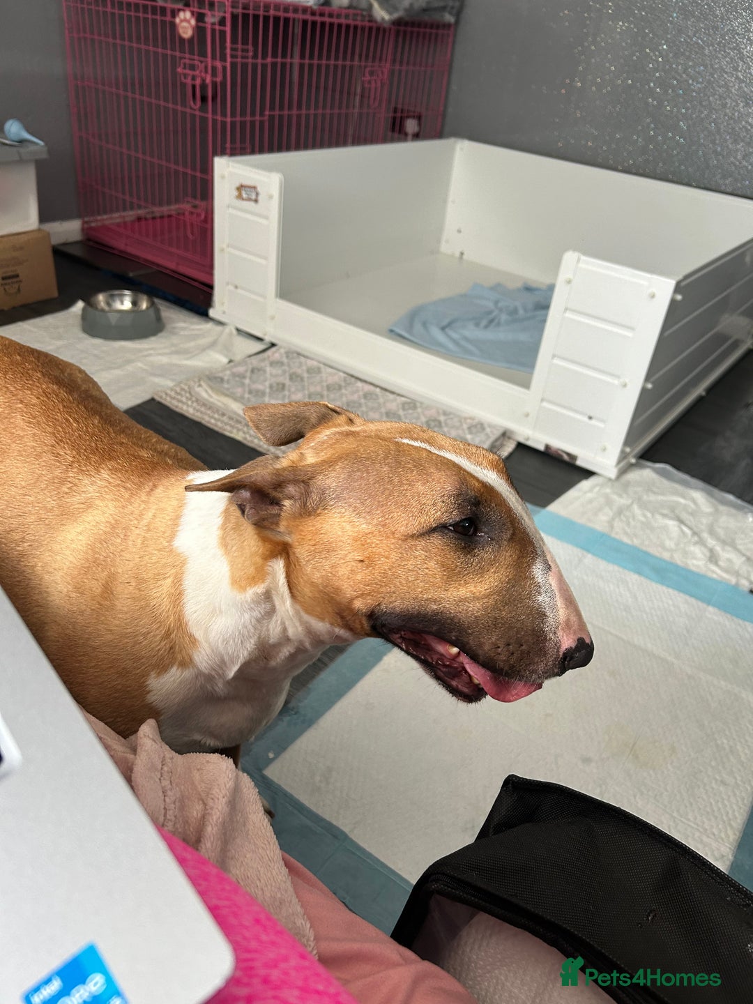 English Bull Terrier dogs for sale: KC English Bull Terrier puppies available  - Advert 2