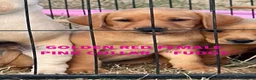 Labrador Retriever dogs for sale: SUPERB, HEALTHY, CHUNKY, FAMILY RAISED LABRADORS  - Advert 7