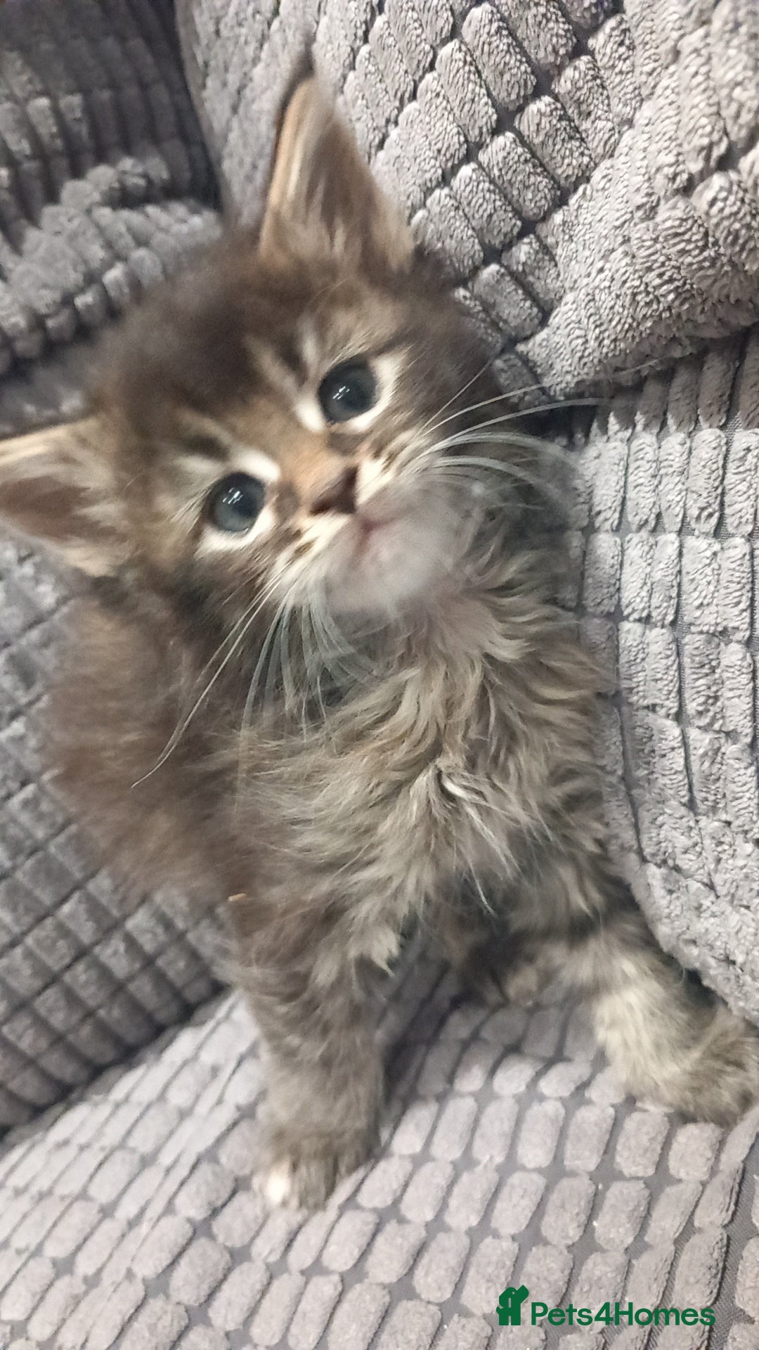 Maine Coon cats for sale: Beautiful Maine Coon kittens  - Advert 8