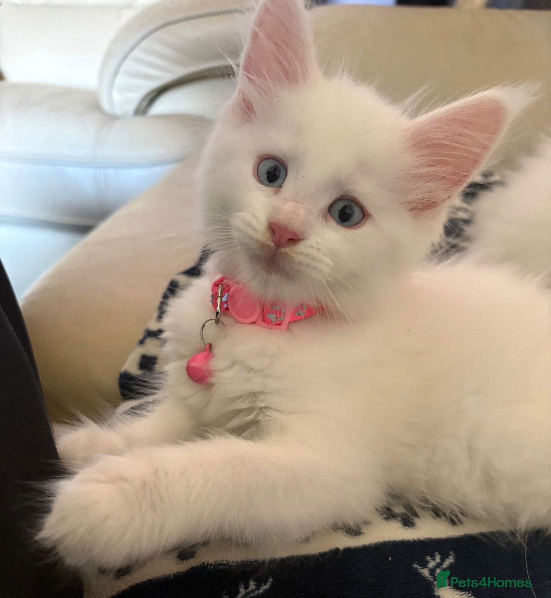 Maine Coon cats Purebred Maine Coons Looking For A Loving Home 😻 - Advert 2