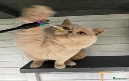 British Shorthair cats for stud: 💙 GCCF & TICA STUD RARE FAWN CINNAMON GENE  💙 in Derby - Image 1