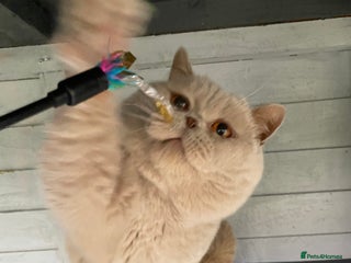 British Shorthair cats in Derby - Advert 18