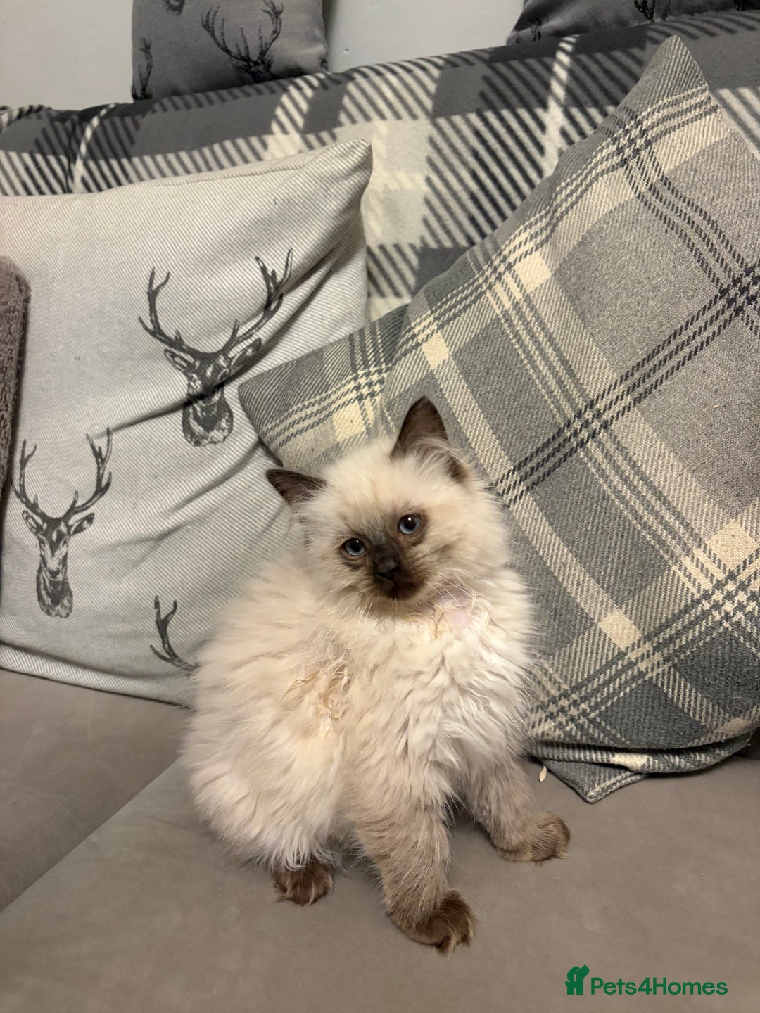 Ragdoll cats for sale: EXQUISITE RAGDOLL BABIES - Advert 7