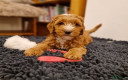 Australian Labradoodle dogs for sale: Genuine 100% Australian Labradoodle Puppies - Image 11