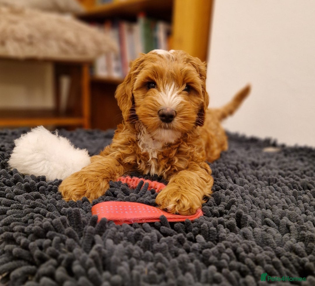 Australian Labradoodle dogs for sale: Genuine 100% Australian Labradoodle Puppies - Image 11