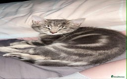 Domestic Shorthair cats for sale: Beautiful boys for sale  - Image 10