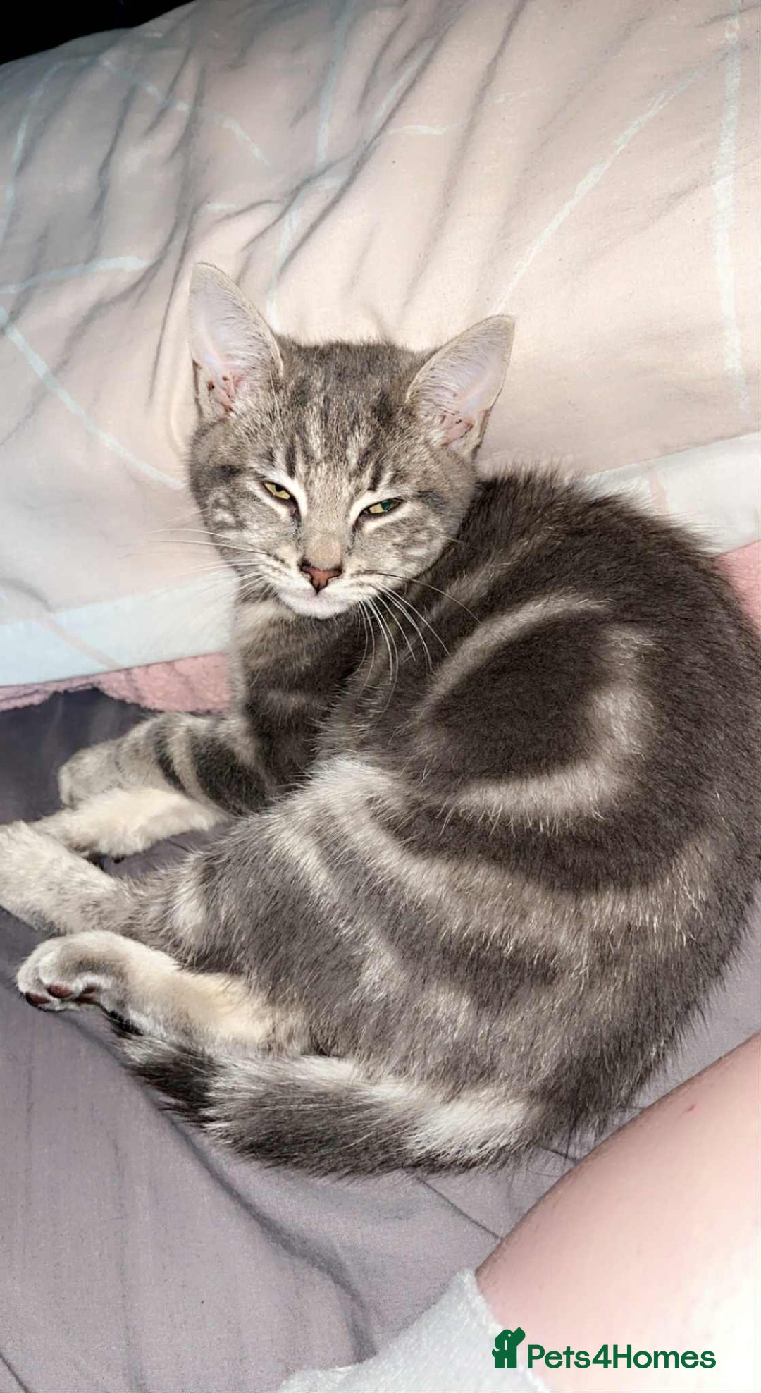 Domestic Shorthair cats for sale: Beautiful boys for sale  - Image 10
