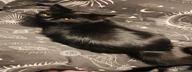 Sable