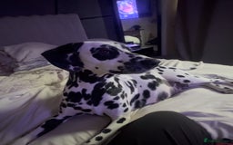 Dalmatian dogs for sale: PEDIGREE Dalmatian Puppies ready by 19th December  - Image 7