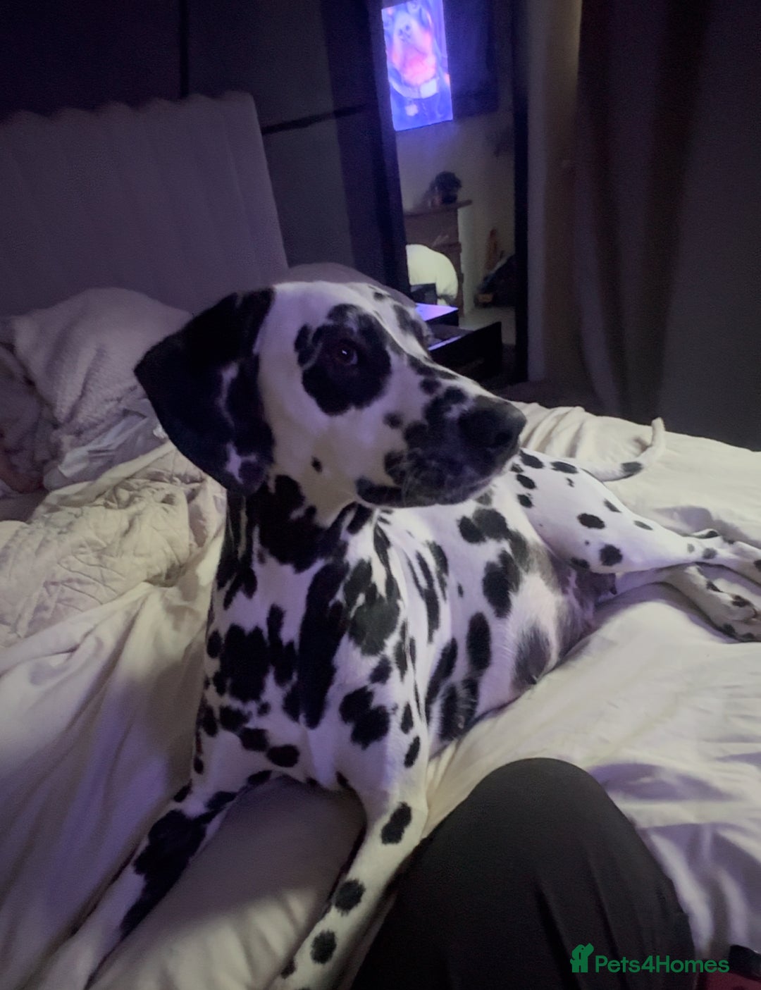 Dalmatian dogs for sale: PEDIGREE Dalmatian Puppies ready by 19th December  - Image 7